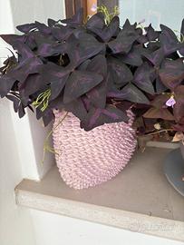 Oxalis nel vaso