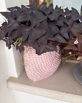 Oxalis nel vaso