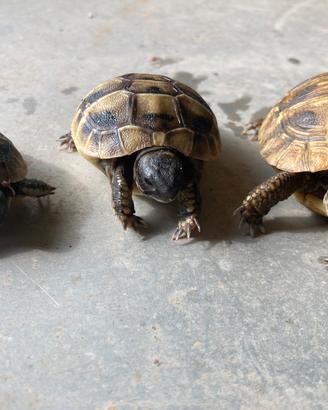 Tartarughe di terra hermanni