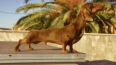 Bassotto per monta con pedigree ENCI