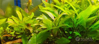 piante acquario 10 pezzi Hygrophila Polysperma 