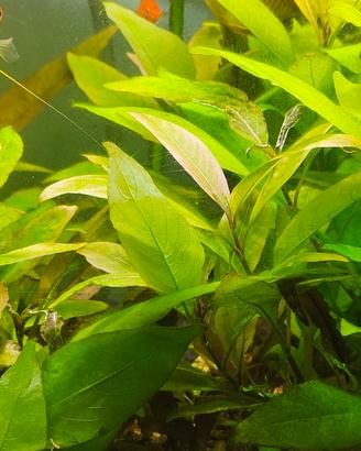 piante acquario 10 pezzi Hygrophila Polysperma 