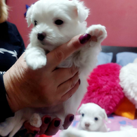 Vendita cani maltese