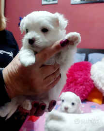 Vendita cani maltese