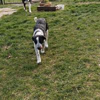 Cuccioli di Border Collie