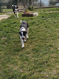 Cuccioli di Border Collie