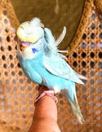 Pappagalli allevati a mano