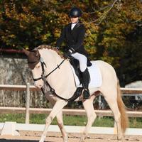 Lusitano da Dressage 