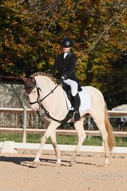 Lusitano da Dressage 
