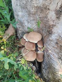 Ballette funghi