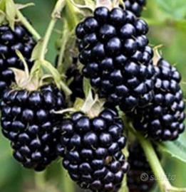 Mora gigante senza spine pianta già fruttifera 