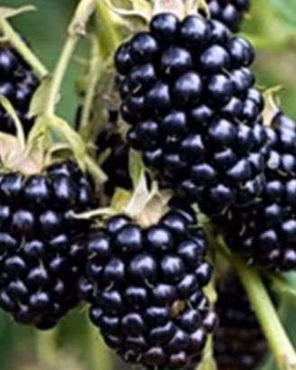 Mora gigante senza spine pianta già fruttifera 