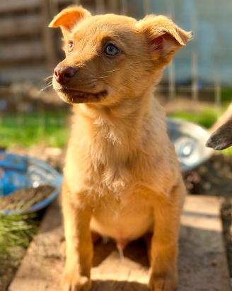 Cucciolo taglia media piccola