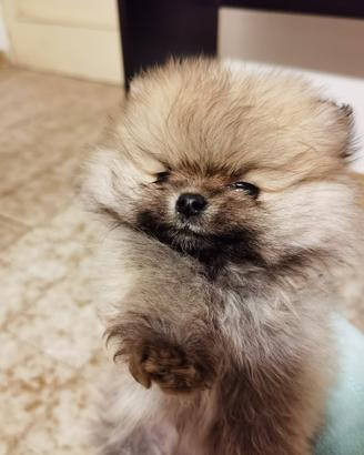 Spitz pomerania TOY cucciolo di 2 mesi