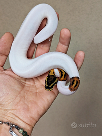 Pitone Reale Piebald poss. Het Albino Maschio