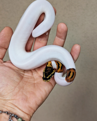 Pitone Reale Piebald poss. Het Albino Maschio