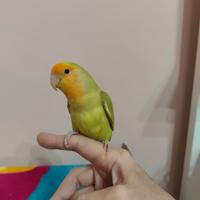 Pappagallo inseparabili