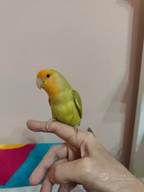 Pappagallo inseparabili