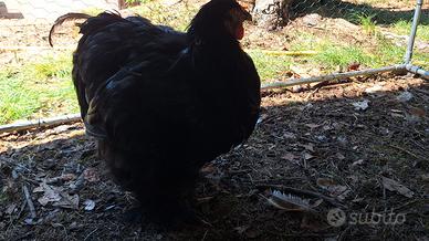 Brahma