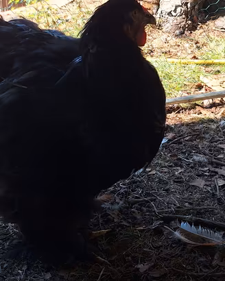 Brahma