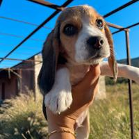 Cuccioli di Beagle