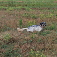 Cucciolona di setter inglese