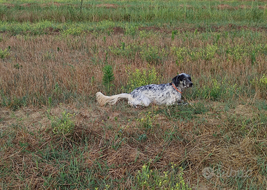 Cucciolona di setter inglese