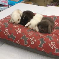 Conigli nani ariete mini lop
