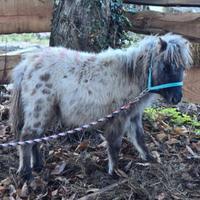 Mini pony