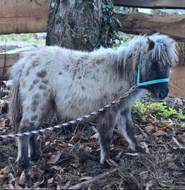 Mini pony