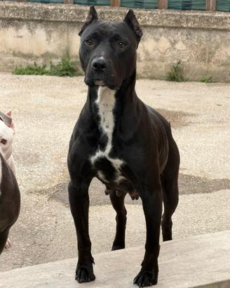 American pitbull terrier