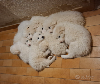 Pastore maremmano abruzzese