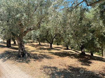 Terreno agricolo