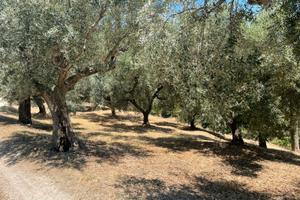 Terreno agricolo