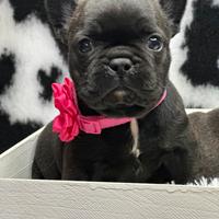 Bulldog francesi esotici