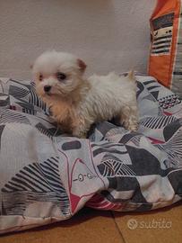 Maschietto maltese