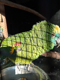 Amazzone fronte blu maschio