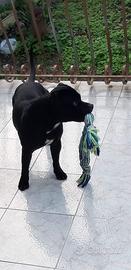 Staffordshire Bull Terrier