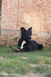 Simil Pastore della Lessinia e del Lagorai