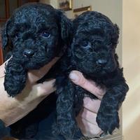 Cuccioli di barboncini total blak