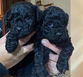 Cuccioli di barboncini total blak
