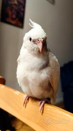 Calopsite allevate a mano