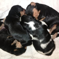 Cuccioli cavalier king- schnauzer