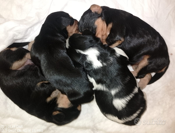 Cuccioli cavalier king- schnauzer