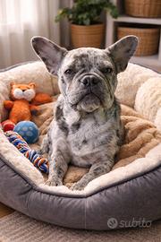 Bulldog maschio 10 mesi