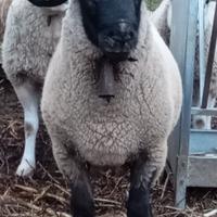 Pecore e agnellina incrocio Suffolk