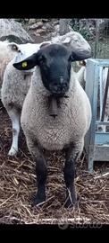Pecore e agnellina incrocio Suffolk