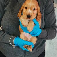 Cuccioli di cocker spaniel con pedigree