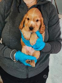 Cuccioli di cocker spaniel con pedigree