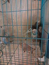 cocorite